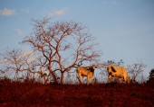 Extinção do Cerrado x Crise Hídrica